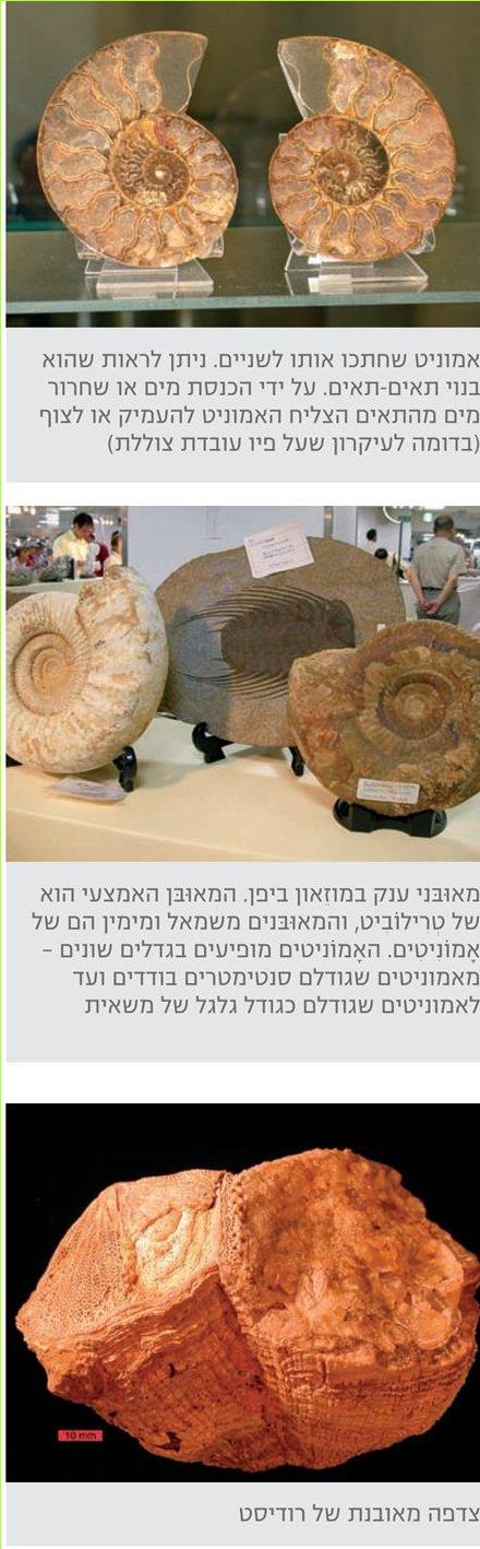 אמוניט שחתכו אותו לשניים. ניתן לראות שהוא בנוי תאים-תאים. על ידי הכנסת מים או שחרור מים מהתאים הצליח האמוניט להעמיק או לצוף (בדומה לעיקרון שעל פיו עובדת צוללת)